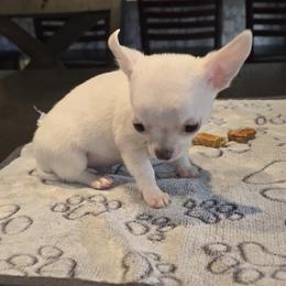 Frosty - White male Chihuahua puppy in Plainfield, Indiana from Abby's Pampered Pooches