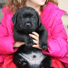 Labrador Retriever Puppies from Britt Labradors