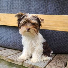 Moose - Yorkshire Terrier
