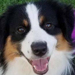 Oni - Miniature American Shepherd