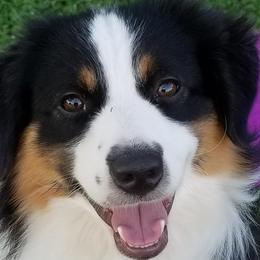 Oni - Miniature American Shepherd