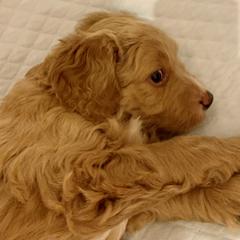 Double Doodle Puppies from Riverside Doodles in Seattle (double doodles)