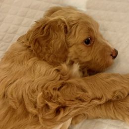 Double Doodle Puppies from Riverside Doodles in Seattle (double doodles)