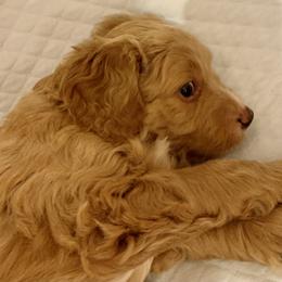 Double Doodle Puppies from Riverside Doodles in Seattle (double doodles)
