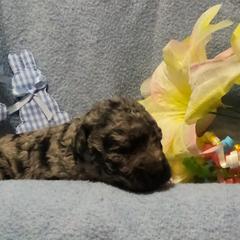 Mudi Puppies from Magik Mudi Kennel