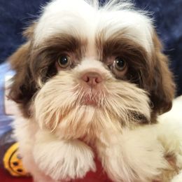 NATE - Liver and white male Shih Tzu puppy in Candler, North Carolina from Pup-Tzu WNC