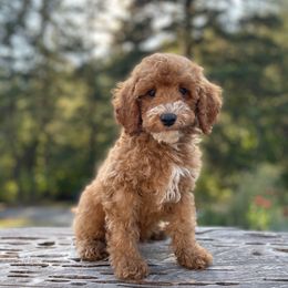 Fin - Red  male Goldendoodle puppy in Eugene, Oregon from Dbos Furry Friends