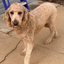 Goldendoodles from A&B Doodles