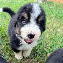 Fendi with training - Tri-color male Bernedoodle puppy in Boonville, North Carolina from Doods & Dolls