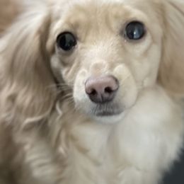 Dachshunds from Fitzpatrick's Irish Cream Doxies