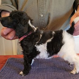 Poodle Puppies from Chapel Hill Poodles