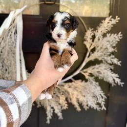 Ruby- red collar - Tri-color female Bernedoodle puppy in Salt Lake County, Utah from Coco Avenue Pups