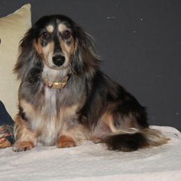 Dachshunds from Sarah-Dawn Little