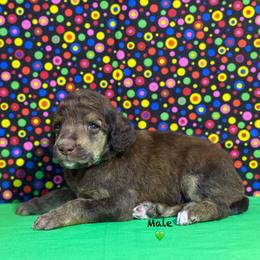 Green Collar - Brown male Poodle puppy in Houma, Louisiana from Smart Azz Poodles