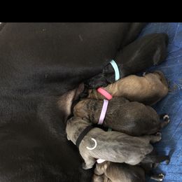 Cane Corso Puppies from Steel Cane Corso