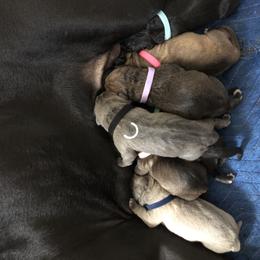 Cane Corso Puppies from Steel Cane Corso