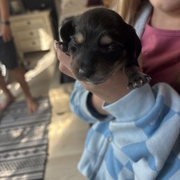 Bear - Black and tan male Dachshund puppy in Tomball, Texas from Gutierrez House of Doxies