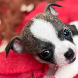Spotted female - Sable spotted white female Chihuahua puppy in Summerfield, Florida from Uey’s Chihuahuas