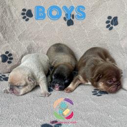 Keepsake - Fawn male French Bulldog puppy in Bowman, Georgia from Companion Creek Farm