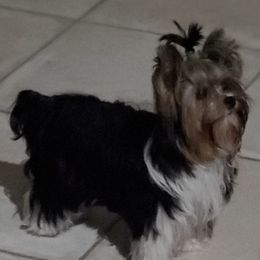 Penny - Yorkshire Terrier