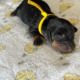 Yellow girl - Black and tan female Dachshund puppy in Turlock, California from Weenie Wonderland