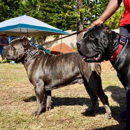 Cane Corso All Grown Up from Diamond Cut Kennels, Hawaii