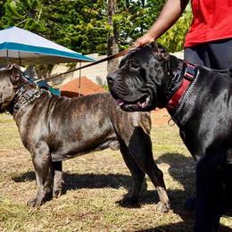 Cane Corso All Grown Up from Diamond Cut Kennels, Hawaii