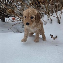 Lucy - Apricot female Aussiedoodle puppy in Cumberland, Rhode Island from W Doodle Crew