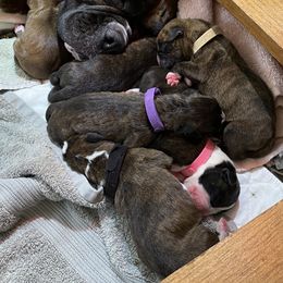 Boxer Puppies from Fineview Boxers