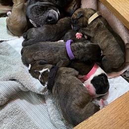 Boxer Puppies from Fineview Boxers