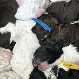 Goldendoodles and Poodles from Stelladoodles & Company