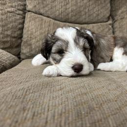 Maggie May - Parti female Miniature Schnauzer puppy in Plaucheville, Louisiana from Honey Doux Southern Paws