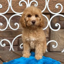 Jetty - Apricot male Cavapoo puppy in Central, Arizona from Desert Valley Doodles