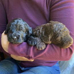 Labradoodle Puppies from Pisgah Creek Doodles