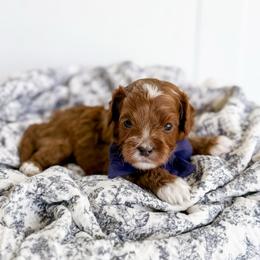 Tad - lt blue collar boy - Red male Cavapoo puppy in Melbourne, Florida from Space Coast Doodle Co.
