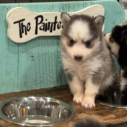 Chai - Blue female Pomsky puppy in Gunter, Texas from The Painted Pomsky
