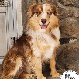 Dallas - Miniature Australian Shepherd