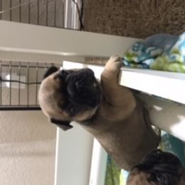French Bulldog Puppies from PNW French Bulldogs