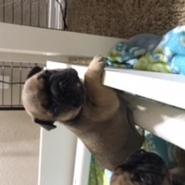 French Bulldog Puppies from PNW French Bulldogs