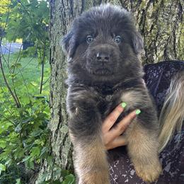 Ocean - Blue male German Shepherd puppy in Watervliet, Michigan from M&M Shepherd Farms