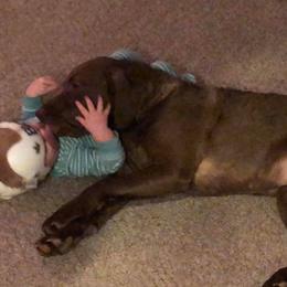 Chesapeake Bay Retriever Puppies from Twin Oak's Chesapeakes