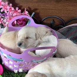 Labrador Retriever Puppies from Luvable AZ Labs