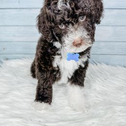 Bernedoodle, Cockapoo, and Goldendoodle Puppies from Danie’s Darling Doodles LLC