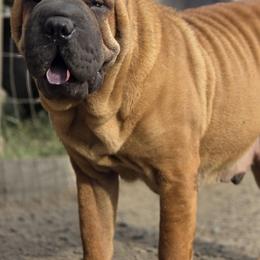 Tooshie - Chinese Shar-Pei