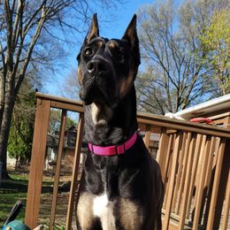 Riley - Great Dane