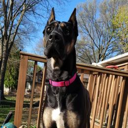 Riley - Great Dane