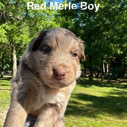 AKC Nash - Red merle male Australian Shepherd puppy in Prairie Grove, Arkansas from IQ Farms
