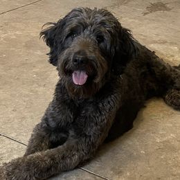 Goldendoodles from Upper Country Doodles