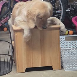 Princess Halley - Golden female Golden Retriever puppy in Niles, Michigan from Composer Goldens