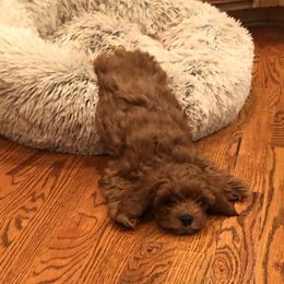 Assorted Doodle Crosses, Cavapoo, Cockapoo, and Poodle Puppies from Doodles by Tatum
